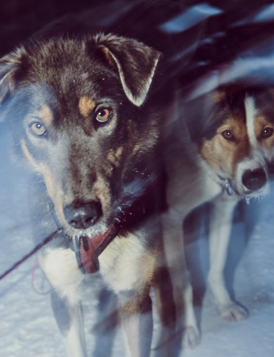 The Dynamic of the Line: the anatomy of a dog team
