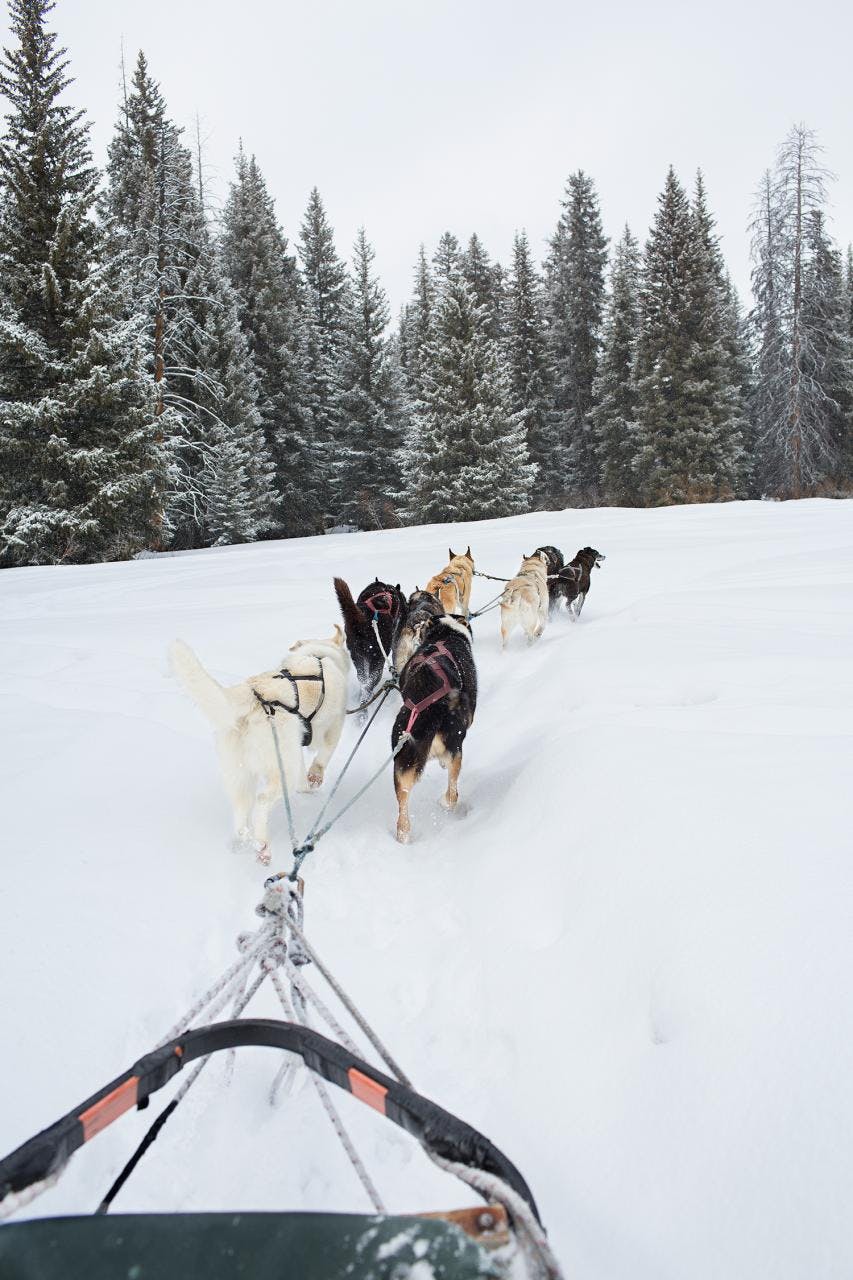 Behind the Book: Elliot Anderson Dreams of the Iditarod