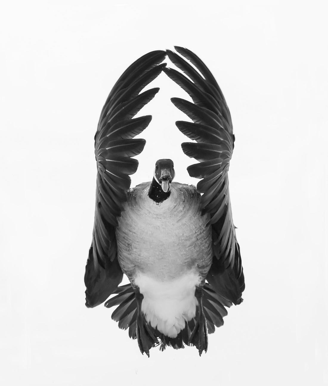 North America’s Flyways and Ducks Unlimited