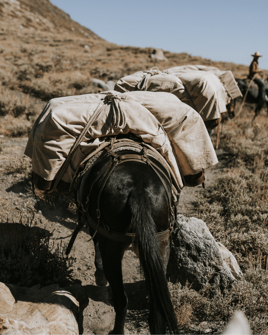How to Pack a Mule with a Diamond Hitch & What to Bring