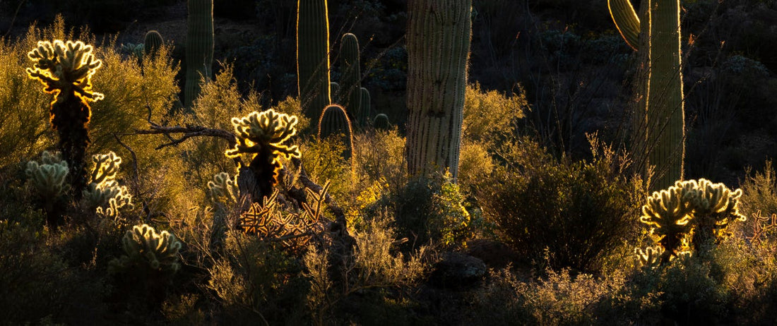 Top 5 Medicinal Plants of the Southwest