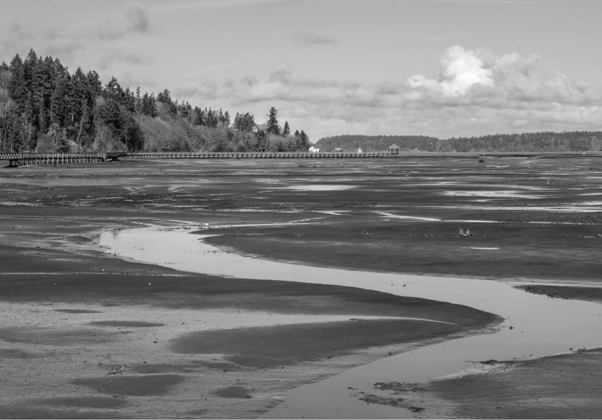What is an Estuarine Wetland?