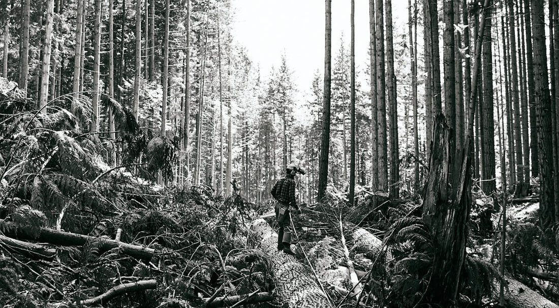 Sustainable Logging For Healthy Forests