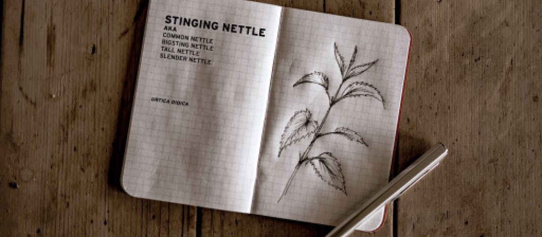 How to Make Stinging Nettle Cordage