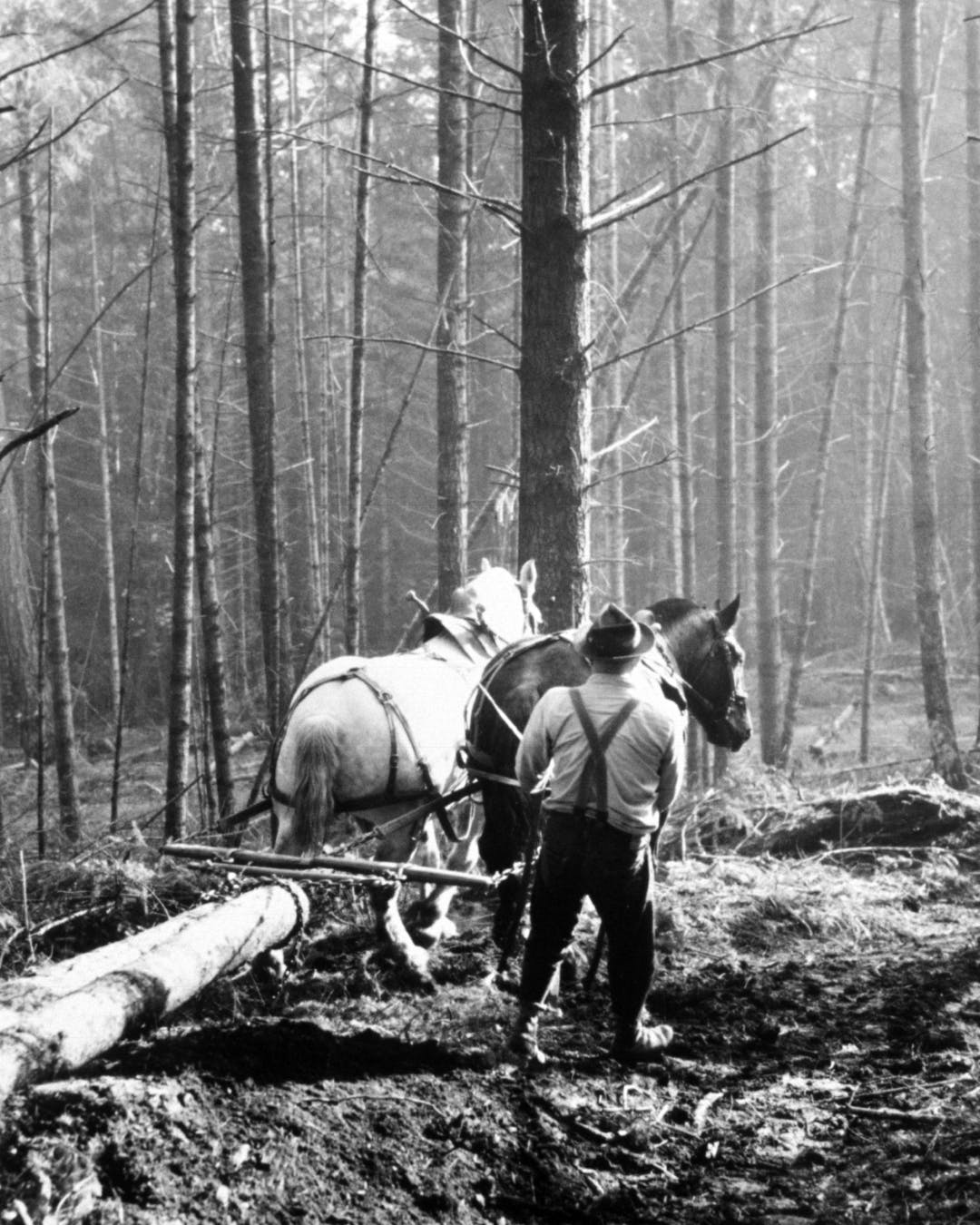 A Brief History of Horse Logging