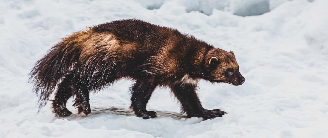 A Wild Idea: The Attempt to Train Wolverines for Avalanche Rescue