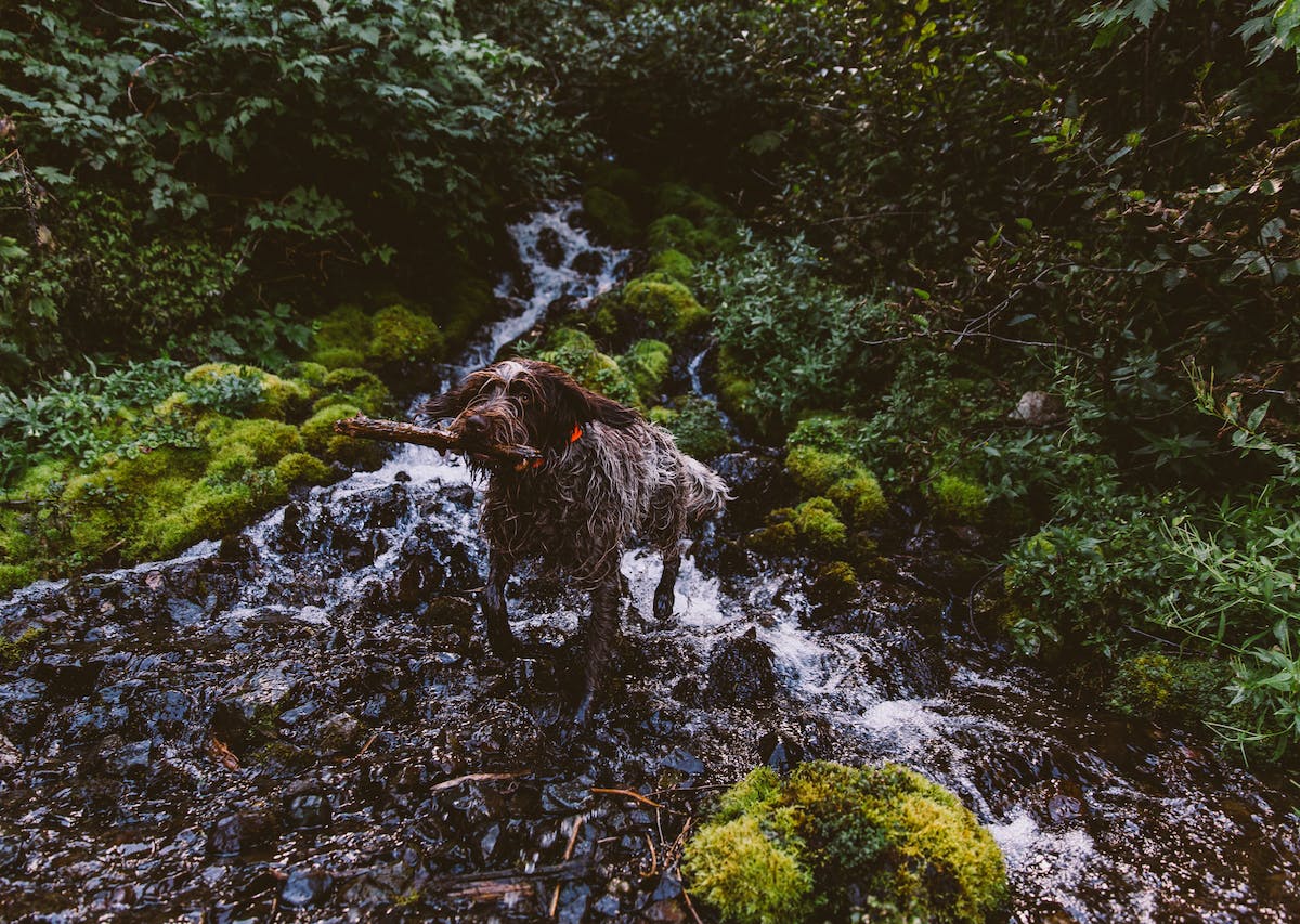 Guinevere's First Grouse: Learning to Hunt in the Olympic National Forest