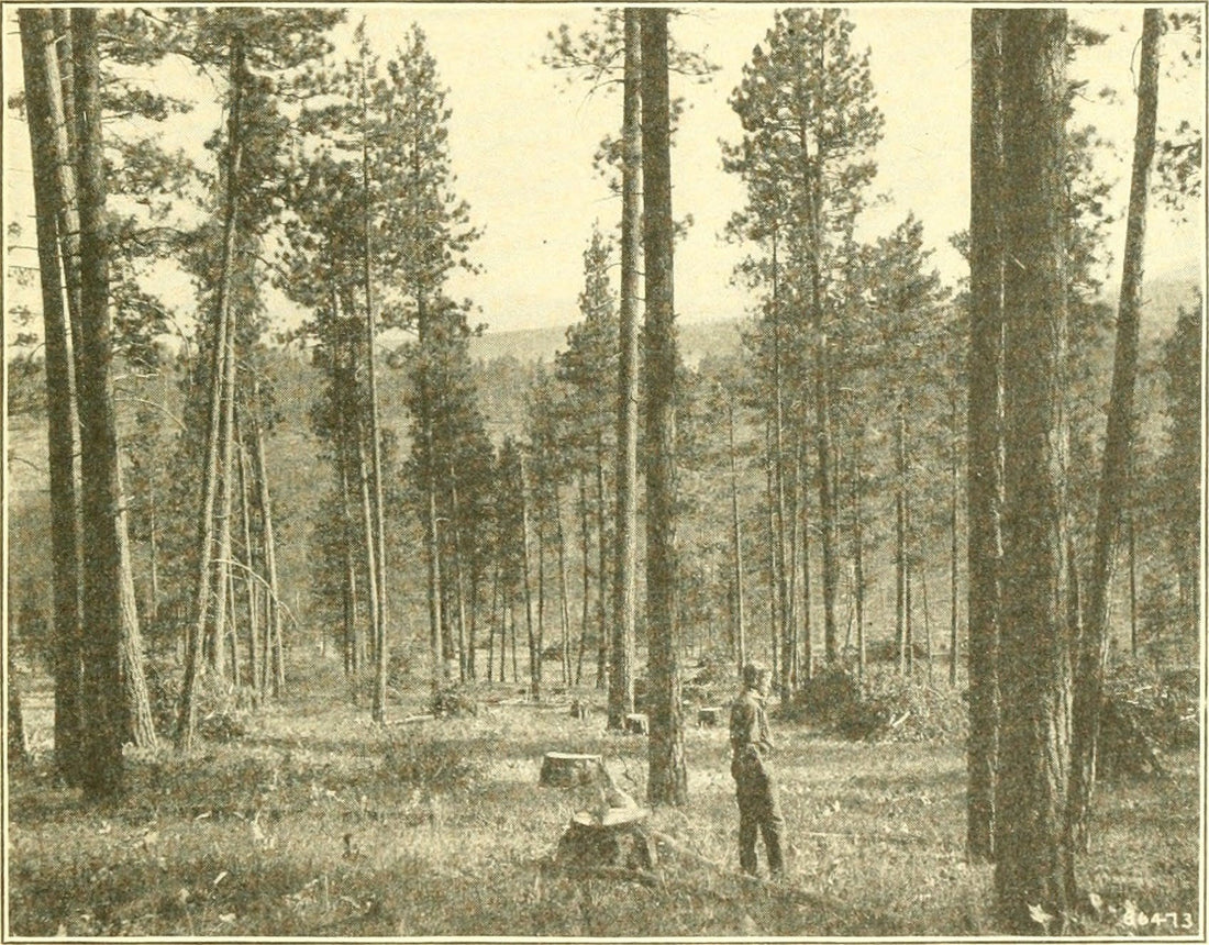 JIGGER JOHNSON - USFS PIONEER