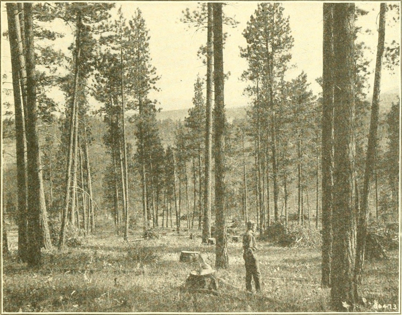 JIGGER JOHNSON - USFS PIONEER