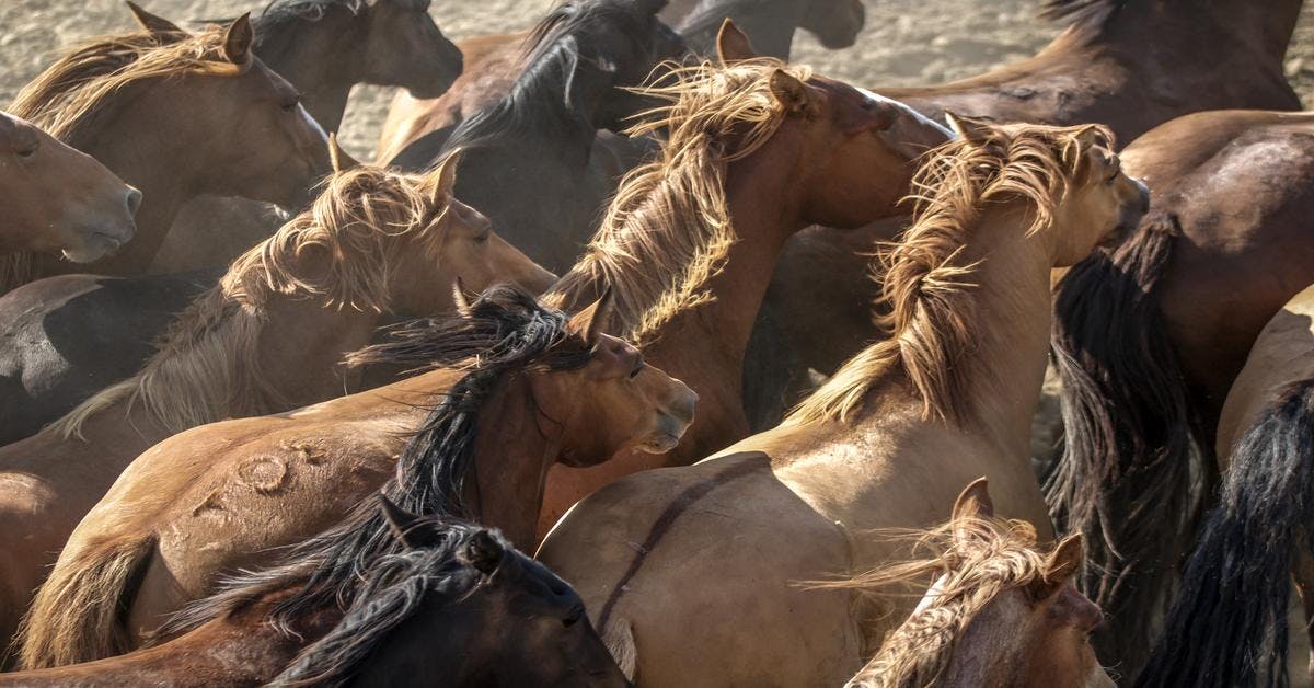 History of America's Wild Horses