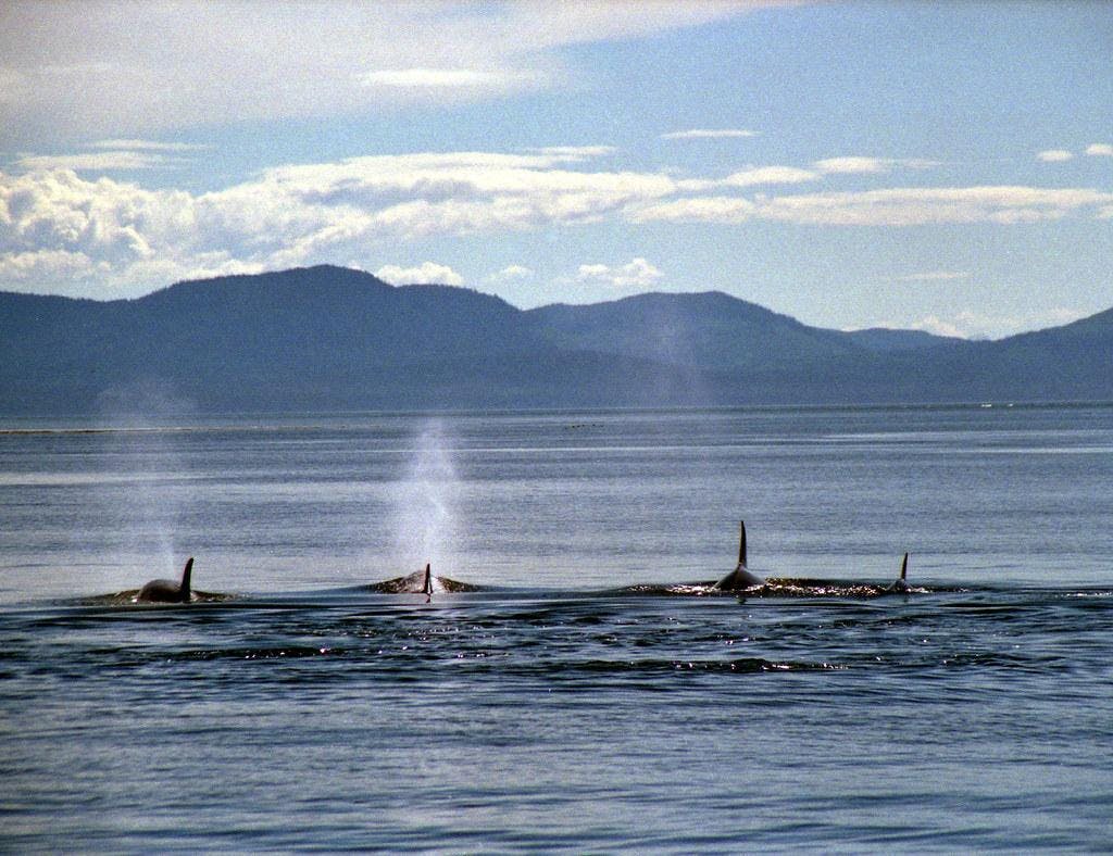 The Ocean's Top Predator: Puget Sound Orcas