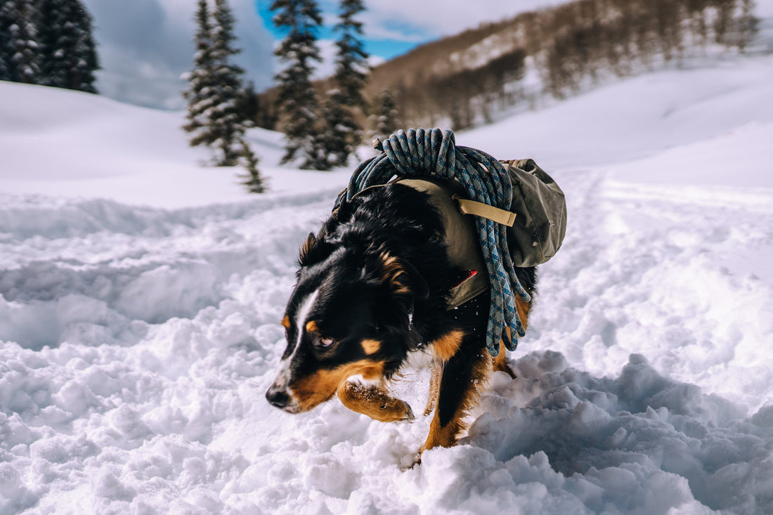 Avalanche Dog Noses: Your Best Chance of Survival