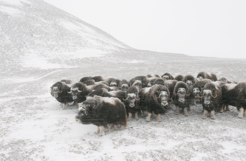 The Survivors: Alaskan Arctic Musk Oxen