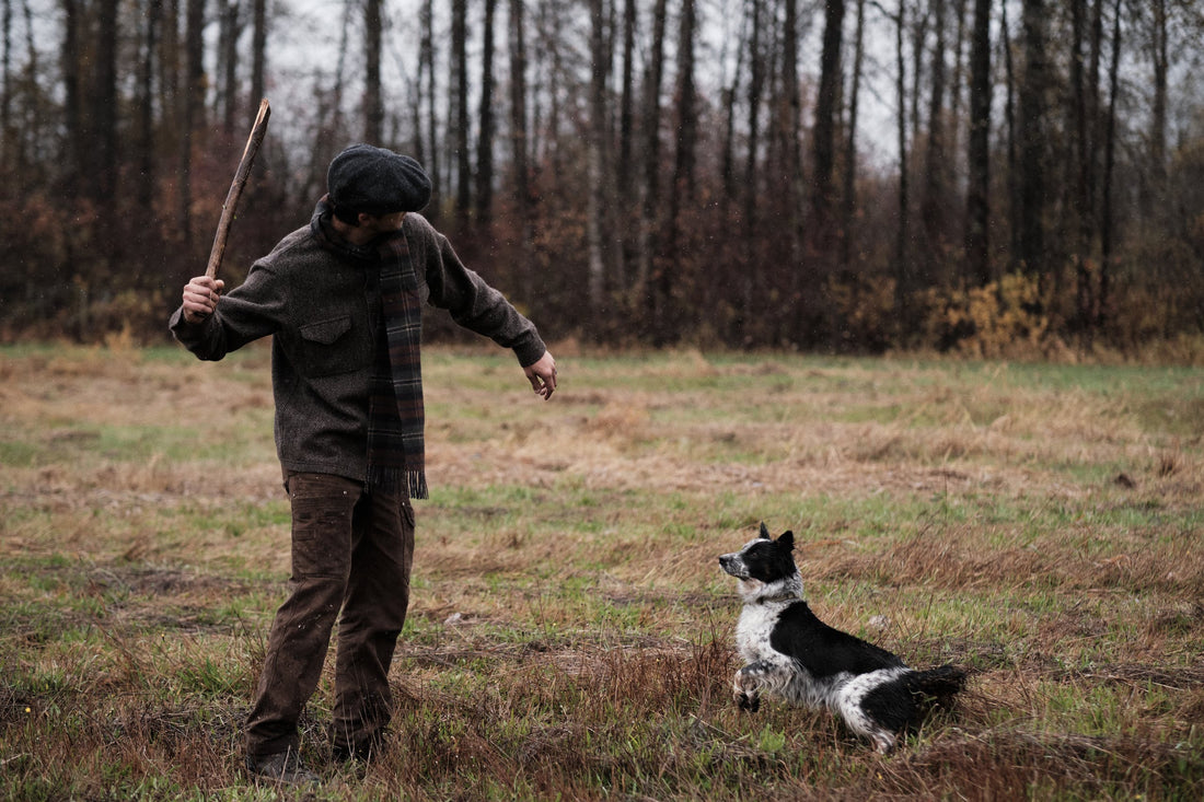 Dogs with Jobs: Sheepdogs in Rural Scotland