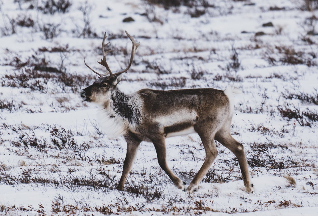 Forever on the Move: The Isolated Existence of the Arctic’s Caribou
