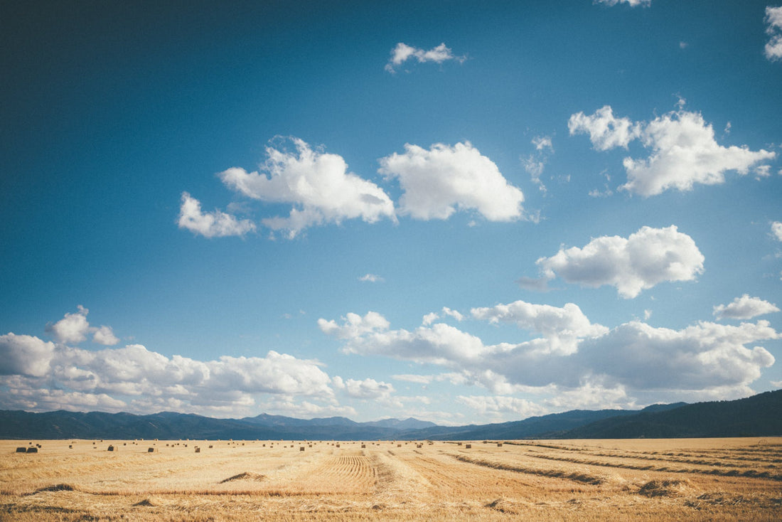 Depth In The Field: Out West with Camrin Dengel