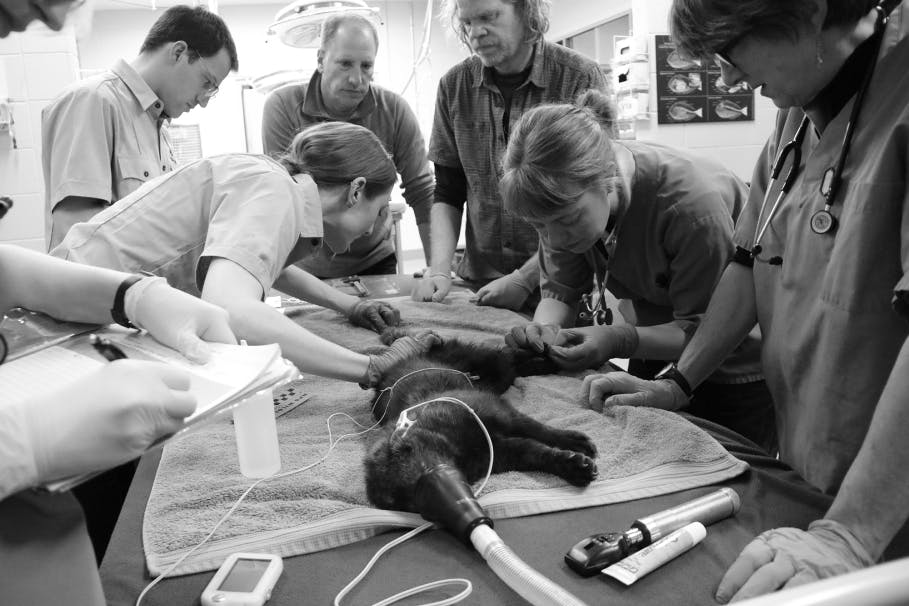 Conservation Northwest: Keeping the Northwest Wild