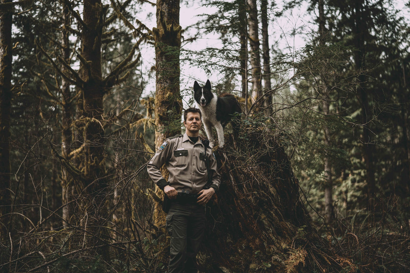 Karelian Bear Dogs: Hunter Turned Protector