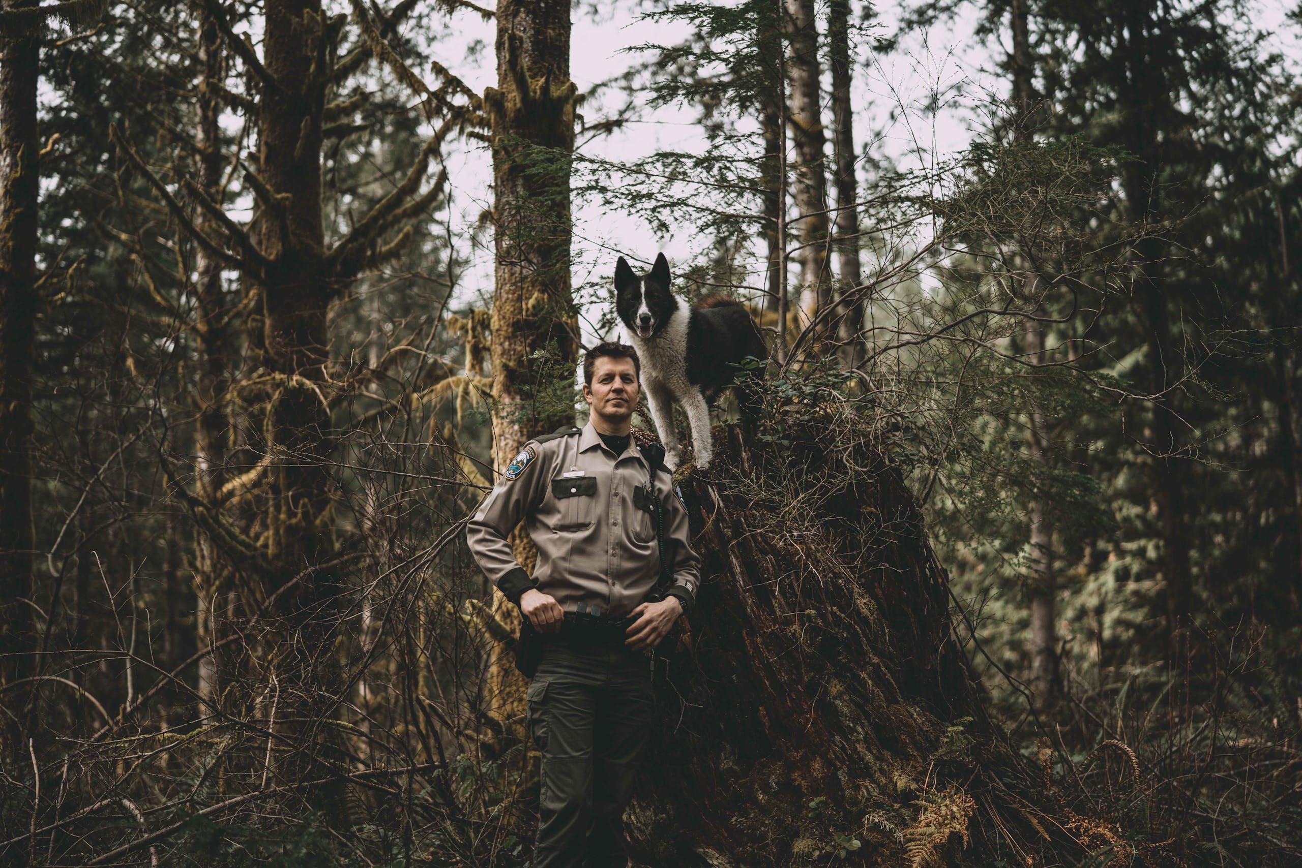 Karelian Bear Dogs: Hunter Turned Protector