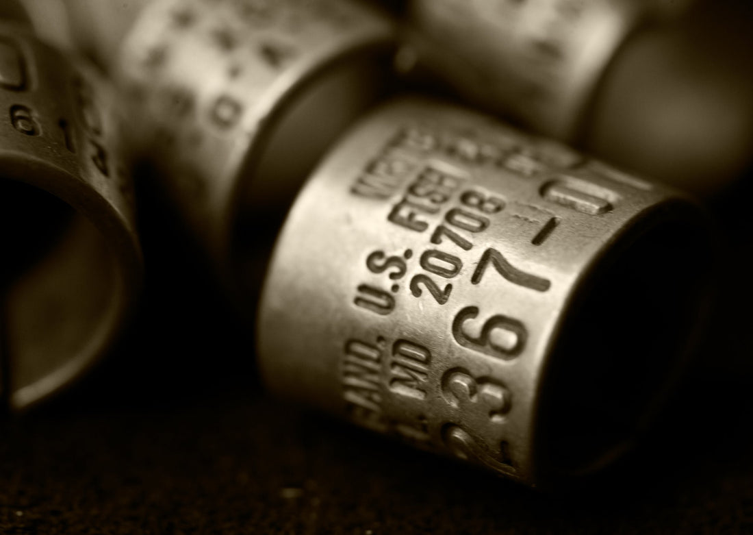 Duck Banding: Hunter-Backed Conservation Work Helps Waterfowl Thrive