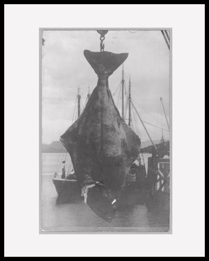 Halibut Hooks of the Northwest Coast
