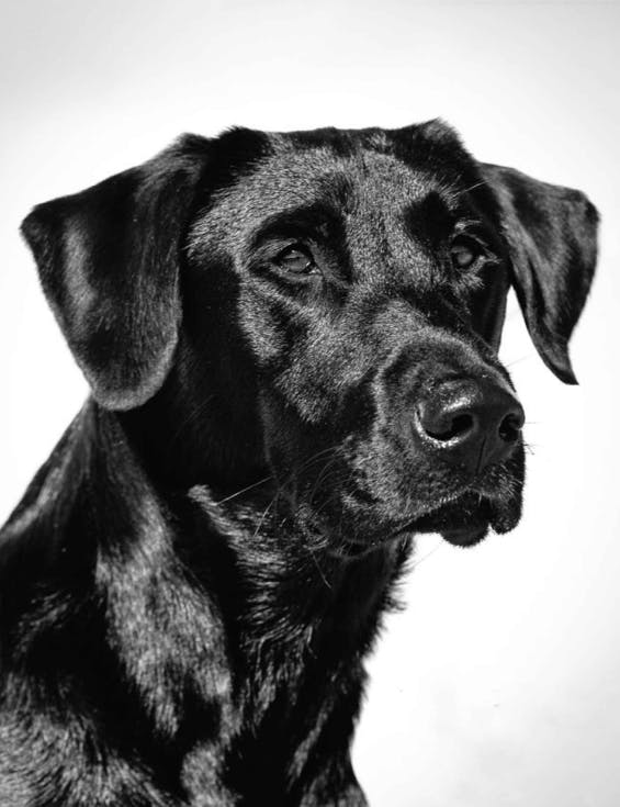 DOGS WITH JOBS: Labrador Retrievers