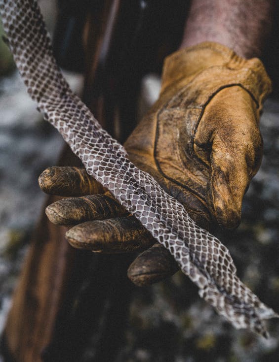 Dos and Don'ts of Traveling in Rattlesnake Country