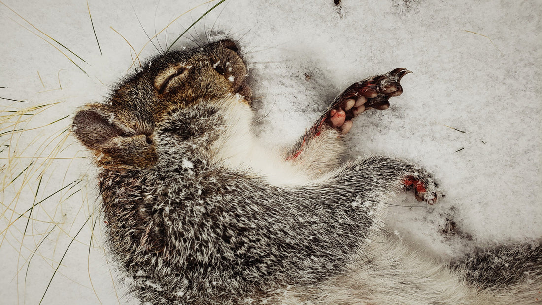 Filson Food: Squirrel Carnitas