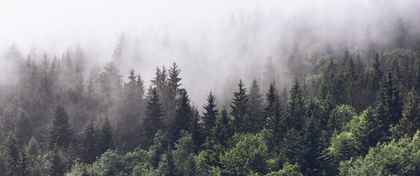 Town Brewery & Filson Release Exclusive Tree Planting Beer