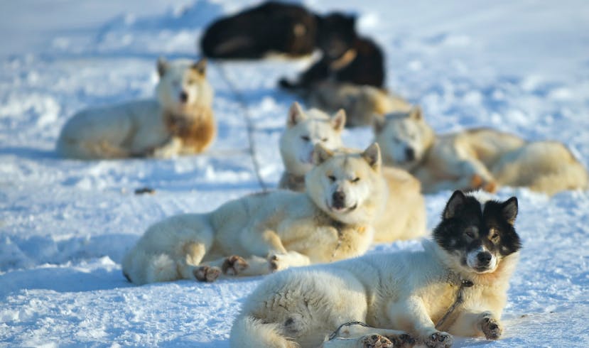 Lives Defined by the Sled: The Berington Sisters of the Iditarod