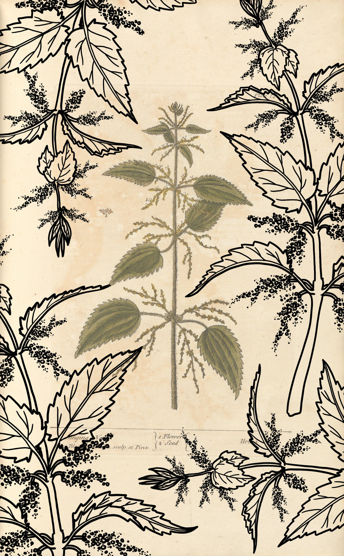 Clams in Nettle Cream Sauce