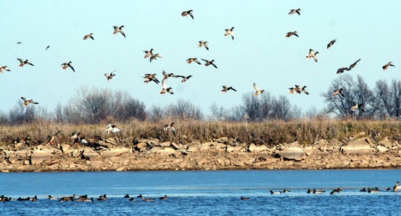 10 Shooting Tips for Waterfowl