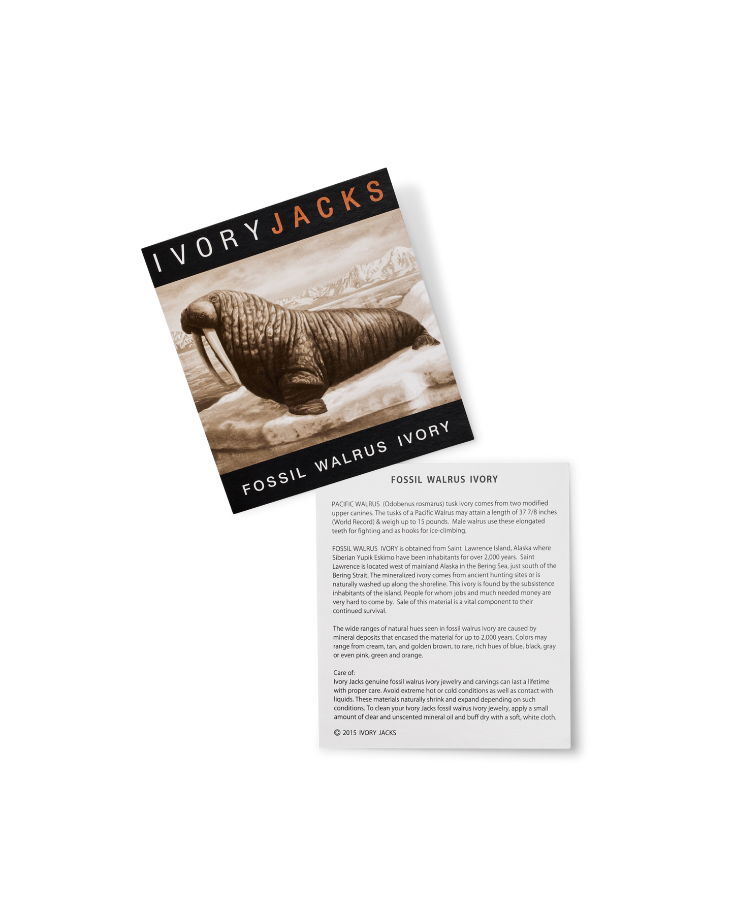 Ivory Jacks 14k Fossil Tusk Slice Earrings - 14kyg